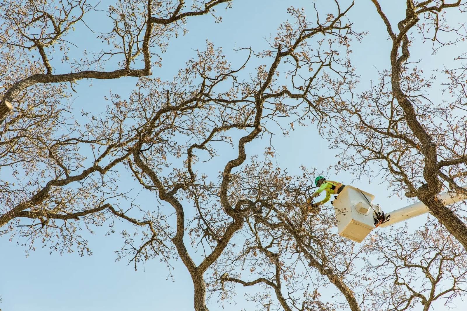 An arborist working from a bucket lift high in the bare canopy of a large tree against a clear sky.